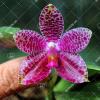 Phalaenopsis Mok Choi Yew