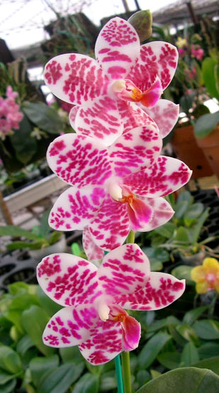 Phalaenopsis Natasha 'Auspice'