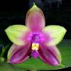 Phalaenopsis (Nobby's Green Eagle x DTE) x (violacea x Su-An Super Star)