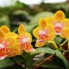 Phalaenopsis Nobby's Pumpkir 'JA4'