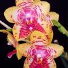 Phalaenopsis Orchid World 'Bonnie Vasquez'