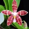 Phalaenopsis (pallens x tetraspis C1) x bastianii