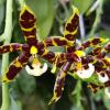 Phalaenopsis pantherina x mannii 'Big Black'