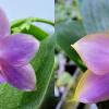 Phalaenopsis (Penang Violacea 'indigo' x Mituo Reflex Dragon 'Blue-2')