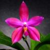 Phalaenopsis Penang Jewel x Phalaenopsis speciosa 'Red'
