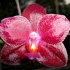 Phalaenopsis Penang x gigantea