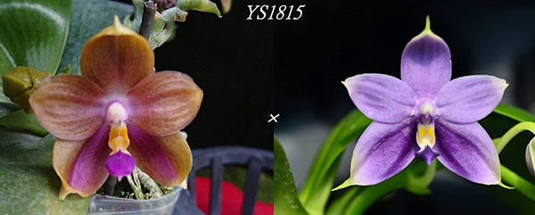 Phalaenopsis Peter Blue Diamond 'YS1213-5' x violacea coerulea 'Yin#11'