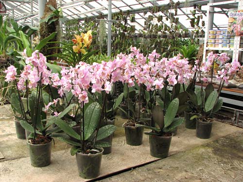 Phalaenopsis Philadelphia (schilleriana x stuartiana)