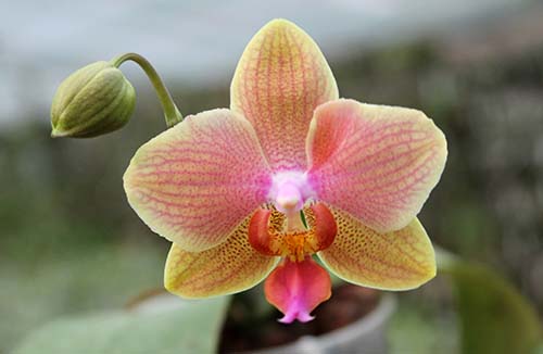 Phalaenopsis philippinensis '#1' x Emeraude