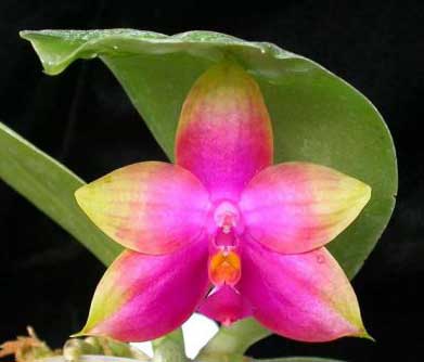 Phalaenopsis Princess Kailuani (violacea x amboinensis)