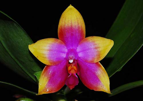 Phalaenopsis Princess Kaiulani 'Miki'