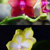 Phalaenopsis (Princess Kaiulani x Cornings Violet) x Zen Min Muskadine 'Yellow Edge'