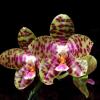 Phalaenopsis Princess Spot x Misty Green