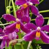 Phalaenopsis pulchra