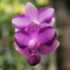 Phalaenopsis Purple Martin '4N' x Tying Shin Blue Jay 'blue'