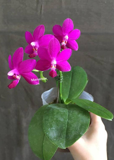 Phalaenopsis Purple Martin '4N' x violacea indigo