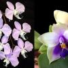 Phalaenopsis Purple Surprise (sanderiana x bellina blue)