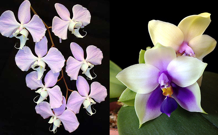 Phalaenopsis Purple Surprise (sanderiana x bellina blue)