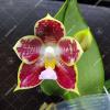 Phalaenopsis Pylo's Decorated Canary 'Prince'
