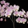 Phalaenopsis Rothschildiana (Phalaenopsis amabilis x Phalaenopsis schilleriana)