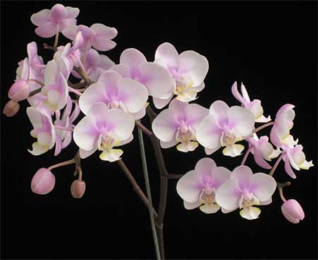 Phalaenopsis Rothschildiana (Phalaenopsis amabilis x Phalaenopsis schilleriana)