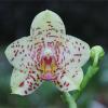 Phalaenopsis Rough Delight x Mituo Sun
