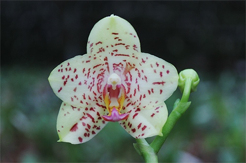 Phalaenopsis Rough Delight x Mituo Sun