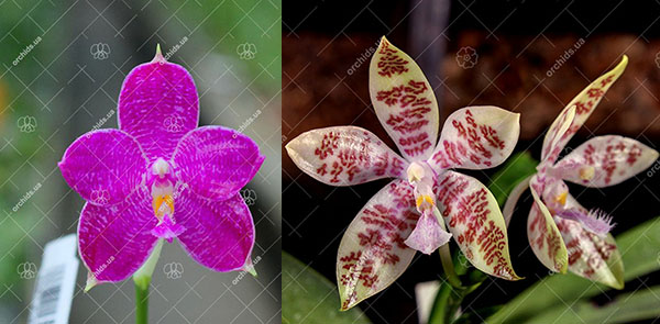 Phalaenopsis Ruby Vasquez x hieroglyphica
