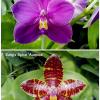 Phalaenopsis Ruby Vasquez x Kung's Spice 'Auspice'