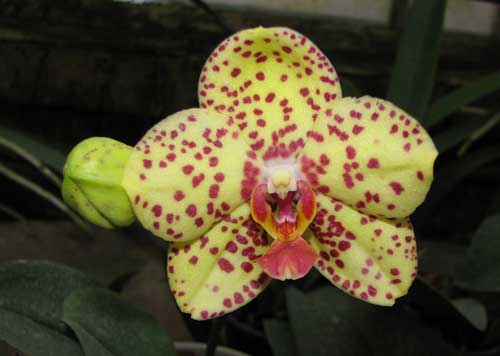 Phalaenopsis Salu Peoker 'O-2'