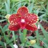 Phalaenopsis Salu Peoker 'O-1'