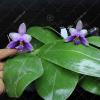Phalaenopsis Samera Blue 'Mituo#1'