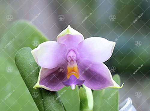 Phalaenopsis Samera 'Blue'