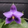 Phalaenopsis Samera Blue