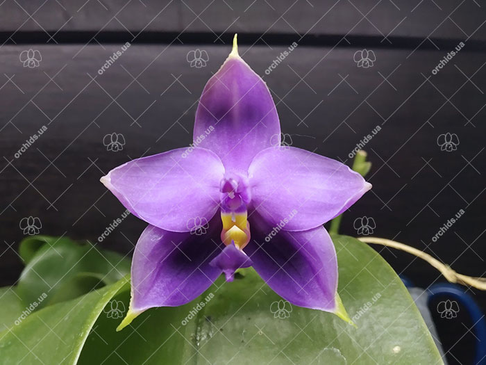 Phalaenopsis Samera Blue