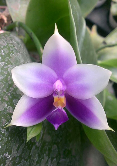 Phalaenopsis Samera x bellina blue
