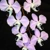 Phalaenopsis sanderiana