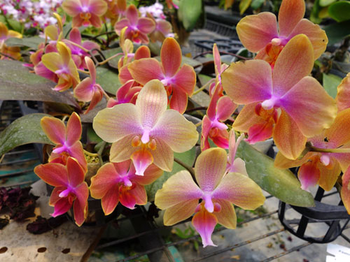 Phalaenopsis Sara Lee x Taipei Gold