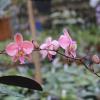 Phalaenopsis schilleriana #7