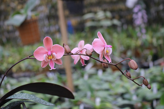 Phalaenopsis schilleriana #7