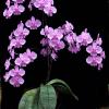 Phalaenopsis schilleriana purpurea