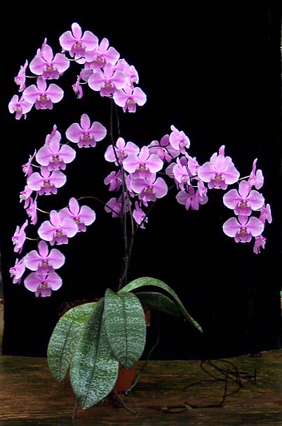 Phalaenopsis schilleriana purpurea