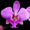 Phalaenopsis schilleriana var. purpurea