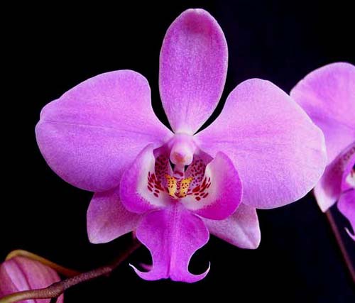 Phalaenopsis schilleriana var. purpurea