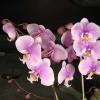 Phalaenopsis schilleriana 'Wan Dan' x Doritaenopsis Hsinying Maki 'Shot Gun'