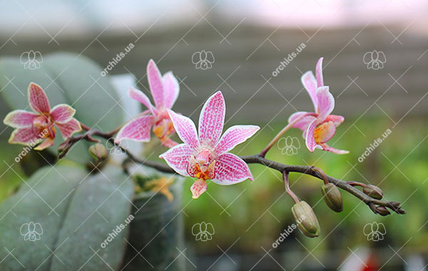 Phalaenopsis schilleriana x finleyi