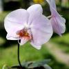(Phalaenopsis schilleriana x Phalaenopsis Hwafeng Redjewel) 'Pink Angel'