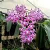 Phalaenopsis Silbergrube  'Chienlung'