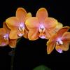 Phalaenopsis Smiley Tangerine 'Wilson'