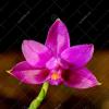 Phalaenopsis Sogo Ember x violacea indigo